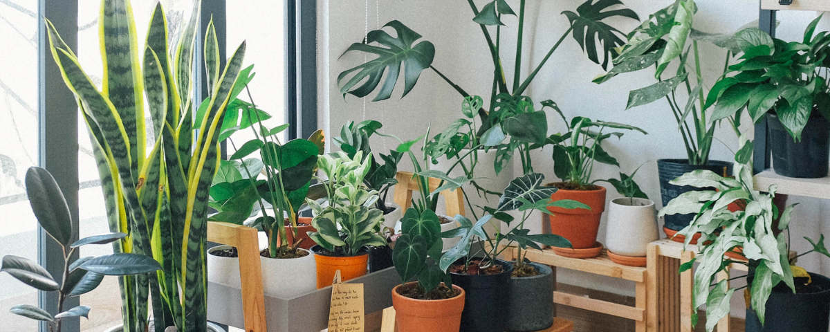 Green Vibes is a picture of all types of plants