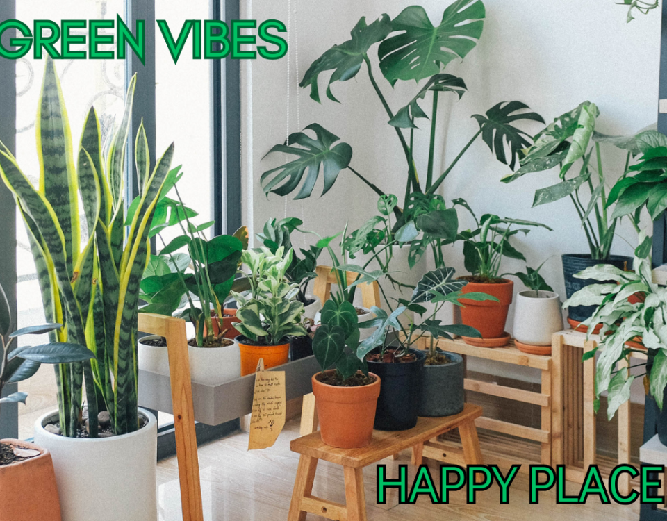 Green Vibes is a picture of all types of plants