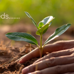Plant growing in soil.