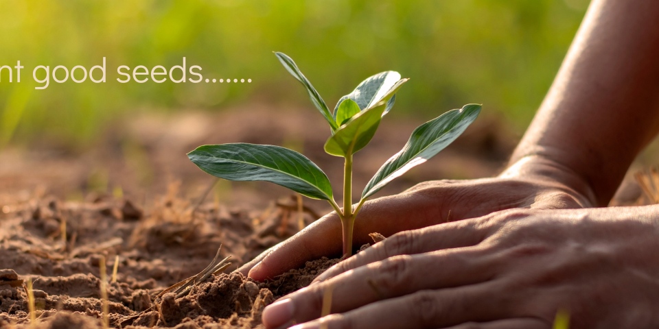 Plant growing in soil.