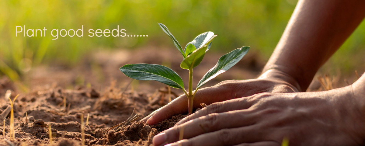 Plant growing in soil.