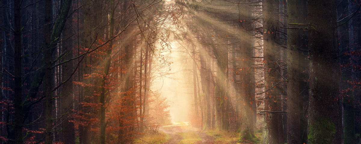 The sun illuminatin the path