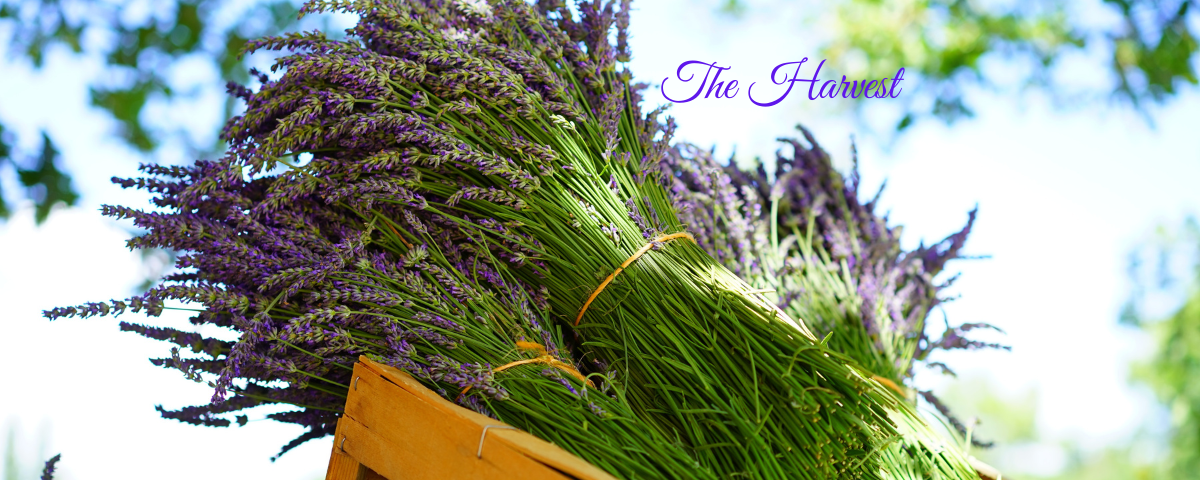 The Harvest. Lavendar flowers