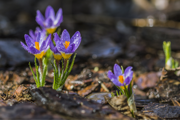 Purple Flowers growing