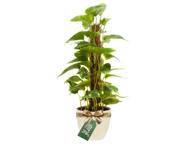 HOW TO STYLE GIFT TAGS LIKE A PRO 9 Let Love grow tag with plant