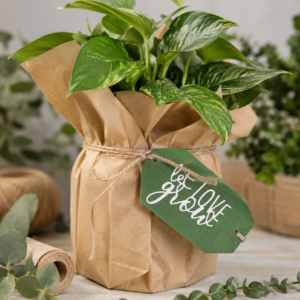 KEEP SHOWING UP 5 Green plant wrapped in brown paper with handcrafted gift tag that says, Let Love Grow."